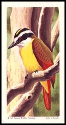 64BBTB 36 Great Kiskadee.jpg